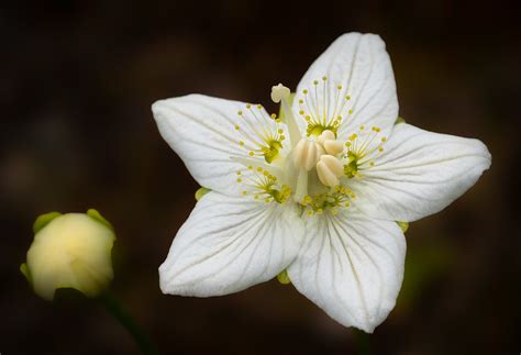 Parnassia Palustris Northern Grass Of Parnassus Parnassia Flickr