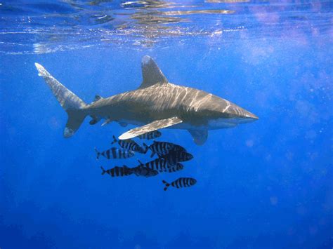 Scientists Report Changes in Blacktip Shark Migration - News Version