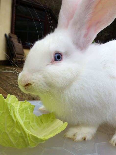 Hey Buddy Youre In My Bubble Get Your Own Salad Cute Bunny Bunny