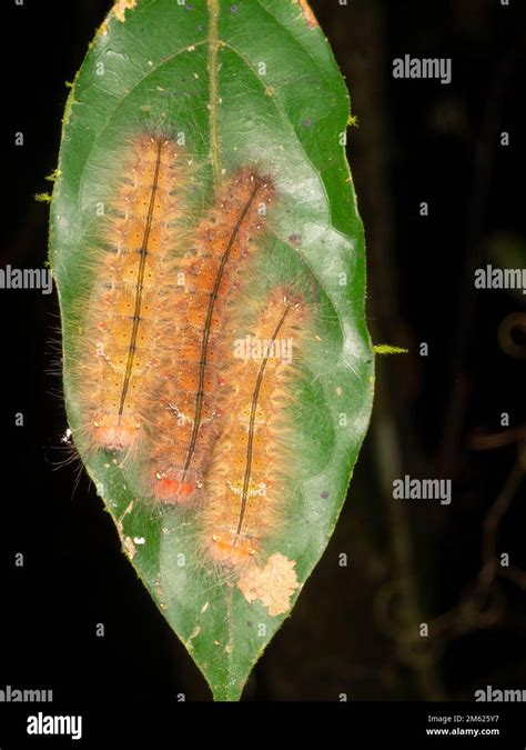 Group Of Hairy Lepidopteran Caterpillars On A Rainforest Leaf Orellana