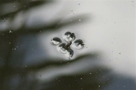 Striped Pond Skaters From North Side Cayman Islands On December