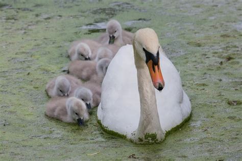 Premium Photo Close Up Of Mute Swan With Cygnets In Pond