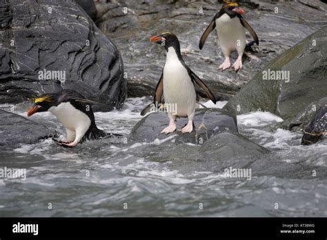 Macaroni Penguin in Antarctica Stock Photo - Alamy