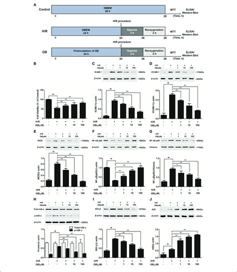 Effects Of Gb On Cell Viability And The Expressions Of Icam 1