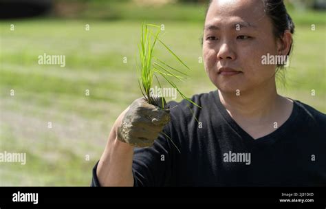 Amateur Asian Man Tests And Tries To Transplant Rice Seedlings In Paddy