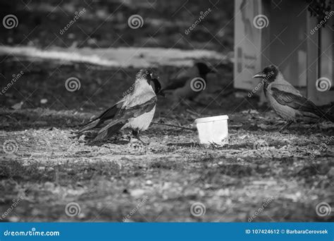 Portrait of Crows Eating in Zoo Stock Photo - Image of branch, flying: 107424612