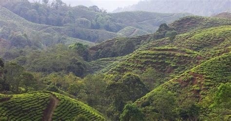 All About the Darjeeling Tea Region - Harney & Sons Fine Teas