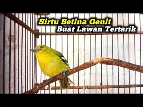 Pancingan Suara Burung Sirtu Cipoh Menaikan Emosi Lawan Youtube