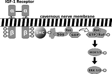 Representative Image Of The Igf 1r Cell Signaling Pathway Igf 1r Shown