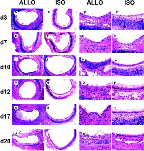 Allograft and isograft histopathology. H&E sections of... | Download ...