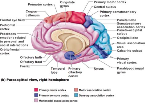 Limbic System And Hypothalamus Flashcards Quizlet