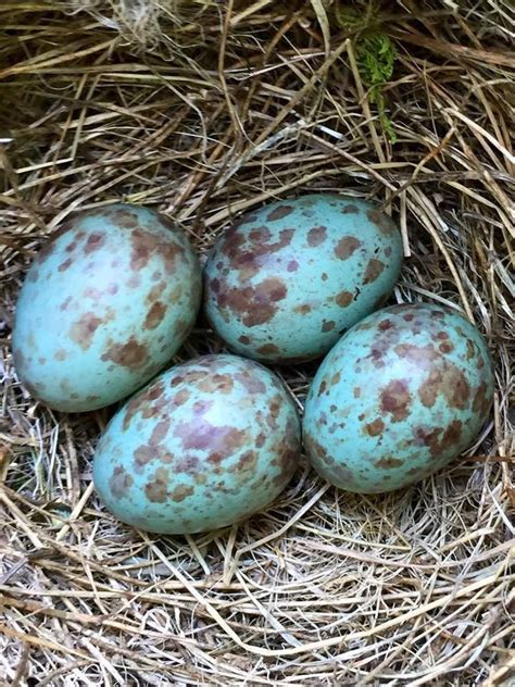 Mockingbird eggs | Eggs