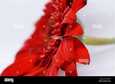 Red Snap Dragon Plant Hi Res Stock Photography And Images Alamy