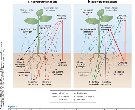 Figure 1 From Plant Mediated Systemic Interactions Between Pathogens