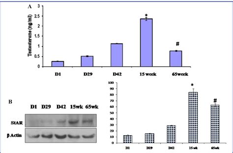 A Changes In Serum Testosterone Level In Mice During Different Age