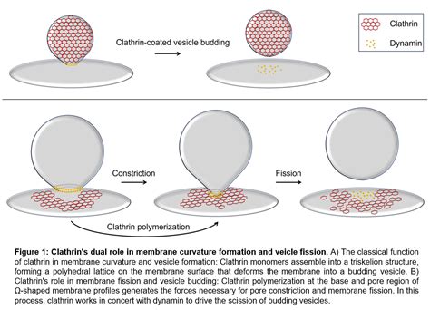 Unveiling Clathrins New Role A Paradigm Shift In Membrane Dynamics