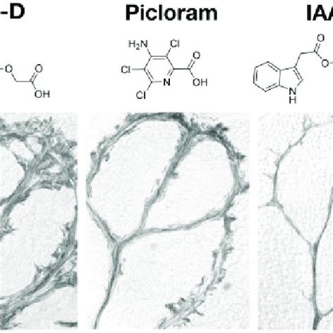 Effects Of D Analogs Picloram Iaa And Iaa Ioe On Xylem