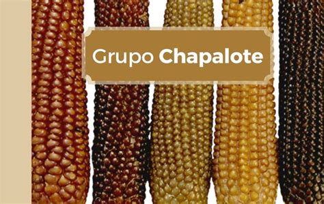 Para maíces los de México Grupo Chapalote Secretaría de Agricultura