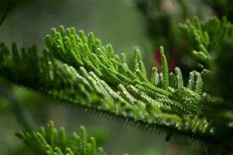 Araucaria Heterophylla Stock Photos Royalty Free Araucaria