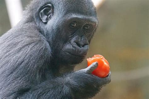 Critically Endangered - The Western Gorilla