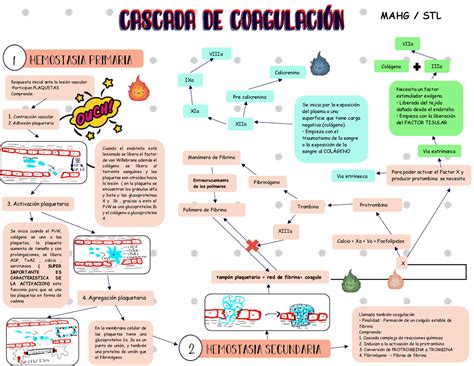 Para Editar Inquieto Garaje Activacion Cascada De Coagulacion