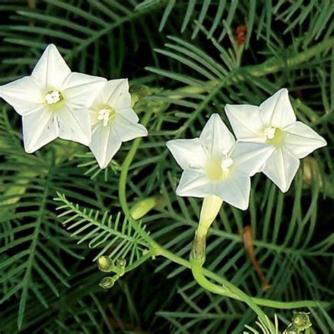 Akasha Mulla White Cypress Vine Star Ipomoea Flower Seeds Minis