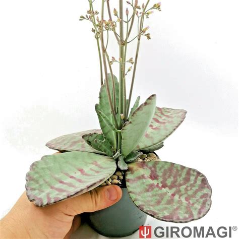 Kalanchoe humilis Desert Surprise POTØ10cm GIROMAGI Cactus