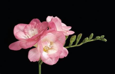 Fantastic Freesia Flowers: 4 Gorgeous Varieties to Plant - Organic ...