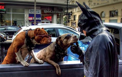 Batman And Dogs Pics