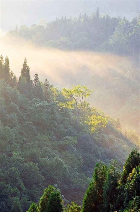 Misty Forest at Sunrise stock photo. Image of gradient - 109069678