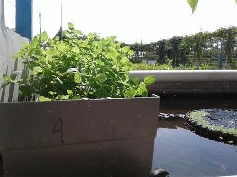 How To Choose an Aquaponics Fish Tank - Aquapnics FAQ