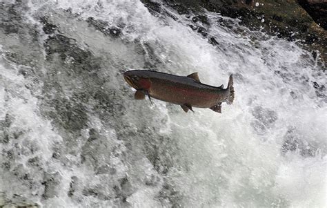 Steelhead Trout Jumping In Falls Photograph By Theodore Clutter Fine