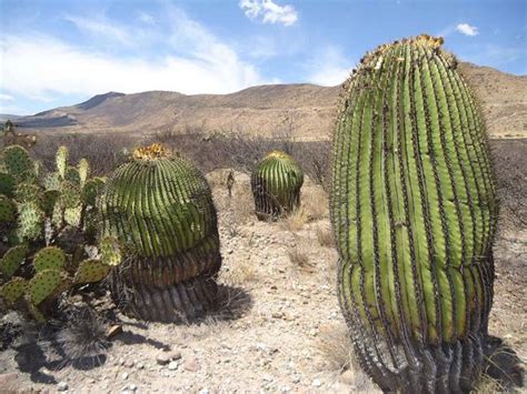 Giant Cacti Of Tierra Blanca Atlas Obscura