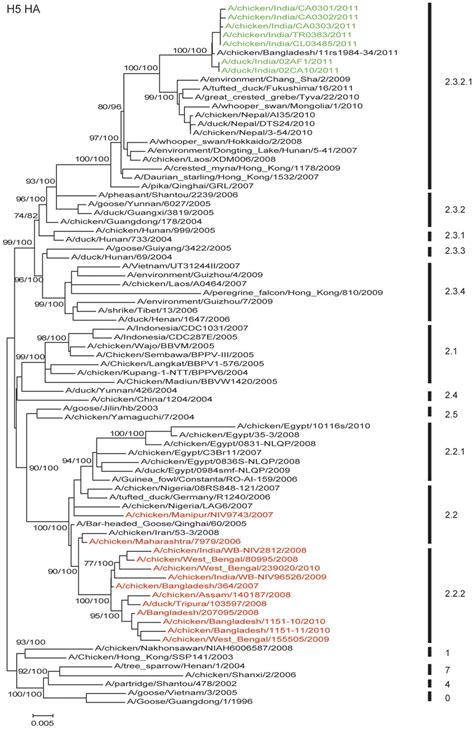 Phylogenetic Relationships Of The Coding Sequences Of Hemagglutinin