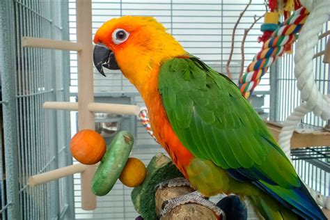 How to Get a Parrot to Go Back Inside Its Cage - PetHelpful