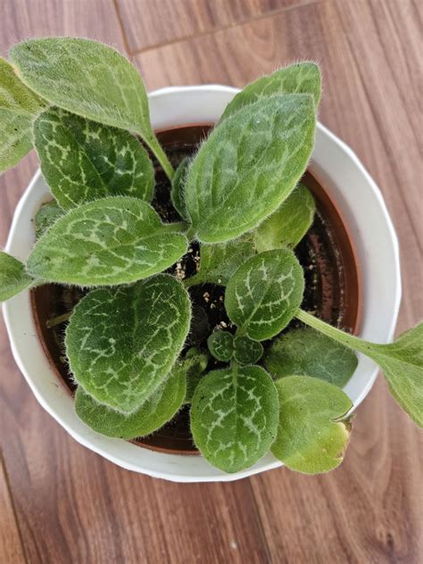 Streptocarpus Pretty Turtle Skr Tnik Warszawa Bemowo Olx Pl