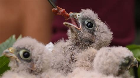 Wildvogelauffangstation in Kaditz völlig überfüllt Radio Dresden