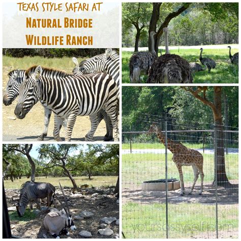 Helpful TidBits for Your Texas Style Safari at Natural Bridge Wildlife Ranch - Your Sassy Self