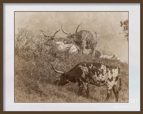 9 In Texas Longhorn Sepia Series Photograph By Fred Adsit Fine Art America