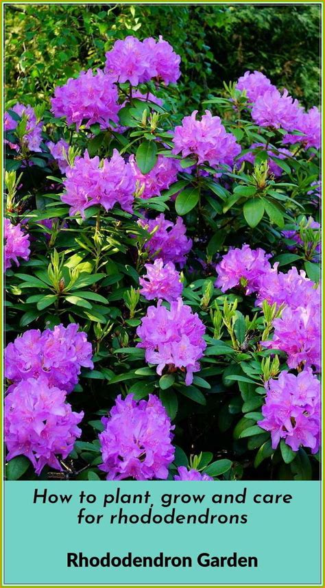 Tips To Plant A Rhododendron Garden At Your Home Rachyl Gardening Plants Rhododendron Garden