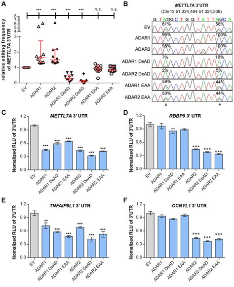 Rna Editing Dsrna Binding Independent Suppression Of Target Genes By