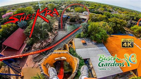 Sheikra Dive Roller Coaster On Ride Front Seat Ultra HD 4K POV Busch