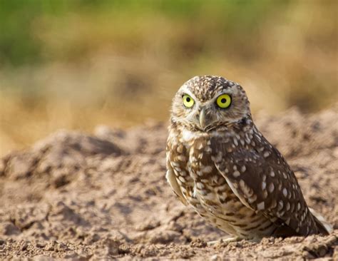 Wildlife Heritage Foundation | Lincoln CA