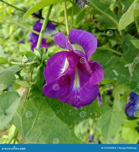 Pea Bloemen Zijn Een Vijver De Boomstam Is Zacht Oorsprong In Zuid