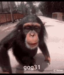 Kissing Monkeys GIFs | Tenor