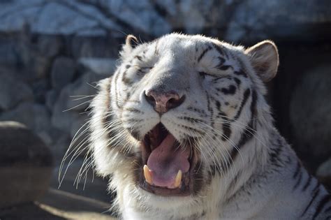 【全国】ホワイトタイガーに会える動物園11選 関東＆関西も網羅 いこーよニュース