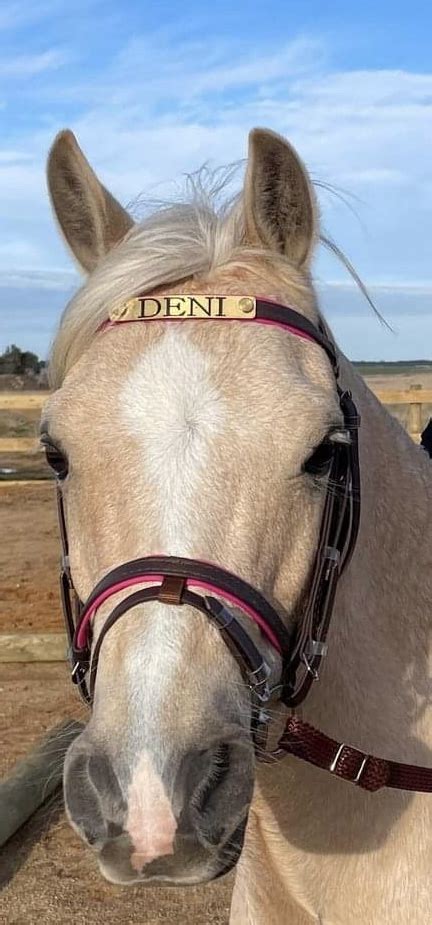 Pvc Bridle With Soft Tubular Reins With Browband Engraving Nc Equine