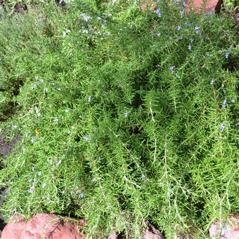 Creeping Rosemary Rosmarinus Officinalis Prostrata Shrub 1 2