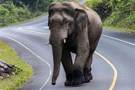 Why Indian Elephants Are Endangered And What We Can Do