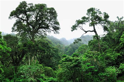 tropical rainforest ben annabelle biomes   world